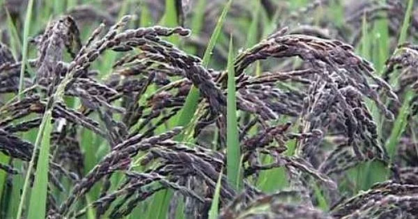 Black rice farming in Bhandara district now