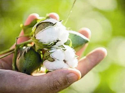 बीटी कपाशीवर बोंडअळीचा प्रादुर्भाव; हातातोंडाशी आलेले पीक उद्ध्वस्त !