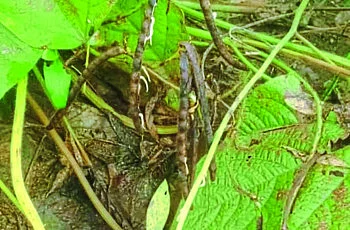 ‘ओला दुष्काळ’च्या आशेवर पाणी; आणेवारी ७० पैसे जाहीर