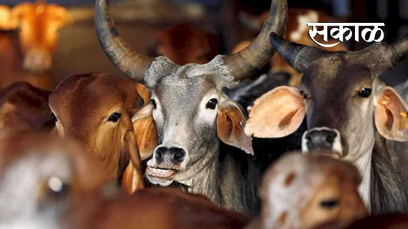 Caught a truck carrying cattle for slaughter in jalgaon district
