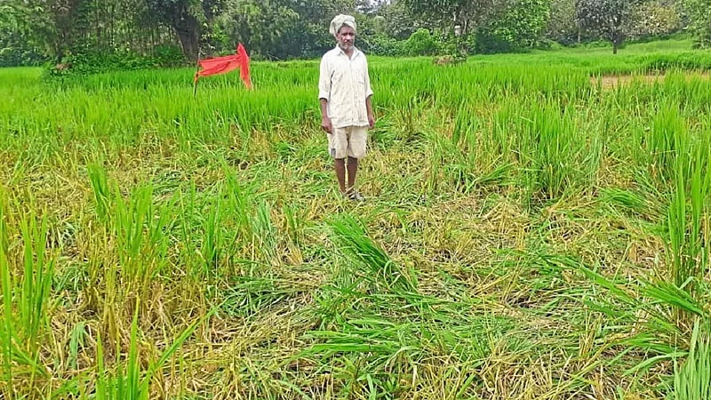 The Paddy Crop Has Been Damaged By The Elephants In Chandgad Kolhapur Marathi News