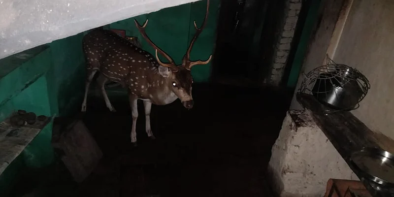 Women injured in spotted deer attack