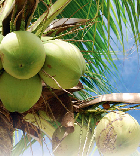 coconut