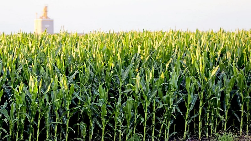 corn crop 1.jpg