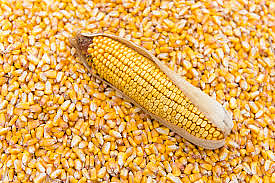 corn farming