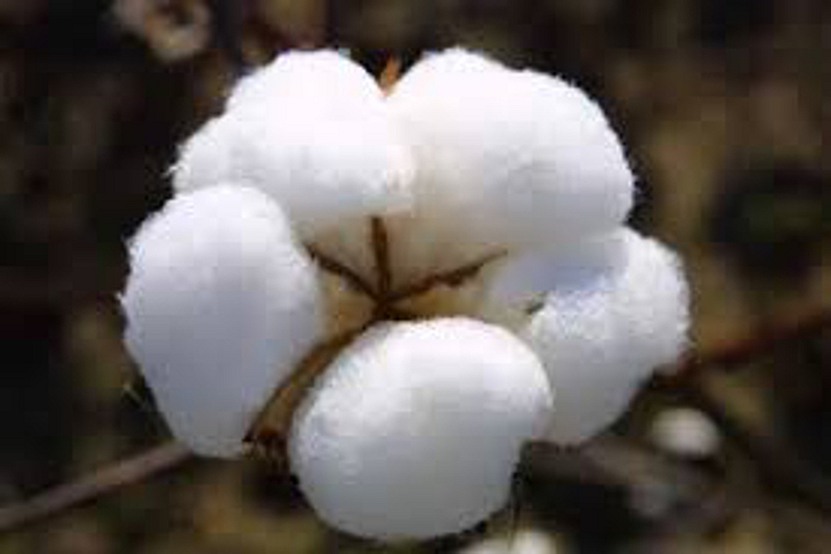 cotten