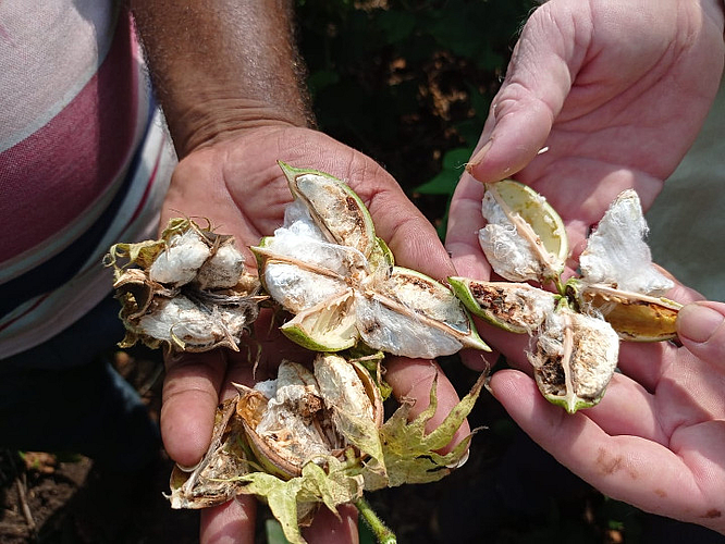 Akola News: 70% kharif production is flat, cotton crop in pink bollworm