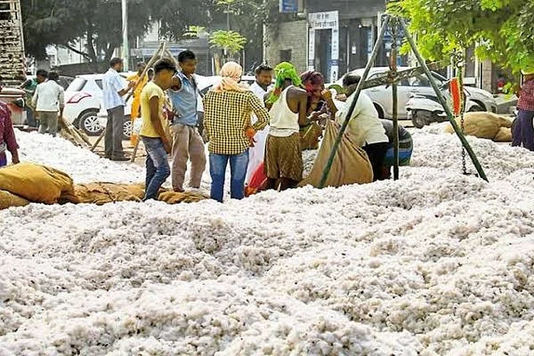 panan mahasangh decide center for cotton selling