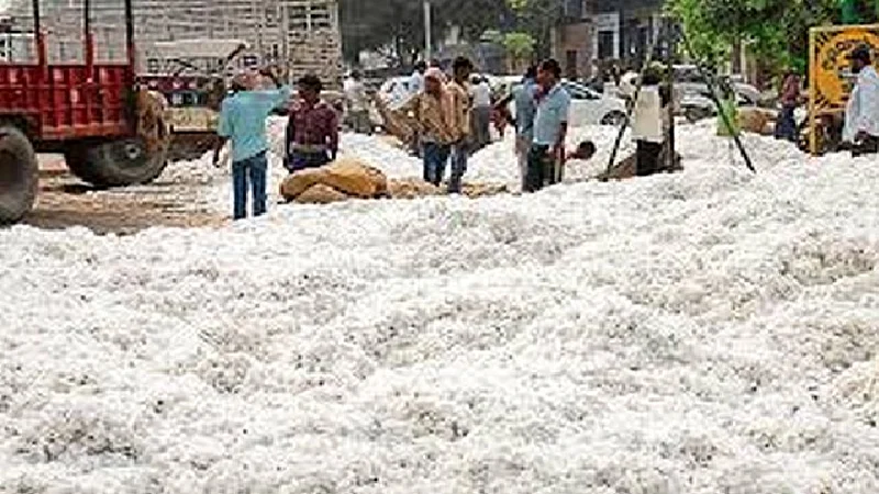 cotton selling center of panan mahasangh starts in yavatmal