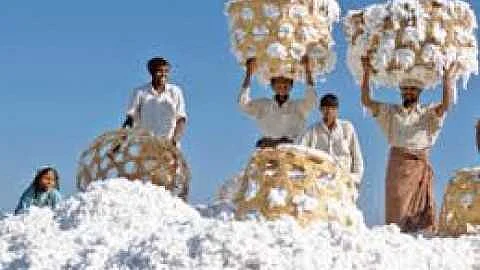Akola News: Registered farmers are waiting to buy cotton, farmers are suffering due to lack of staff