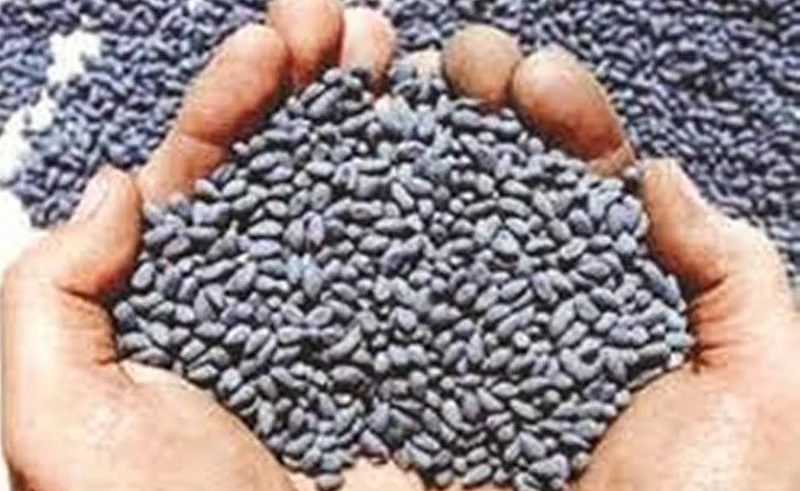 cotton seed