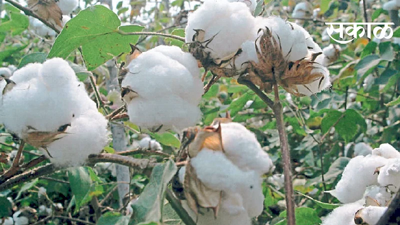 कापसाचा शिल्लक साठा बाहेर पाठवा