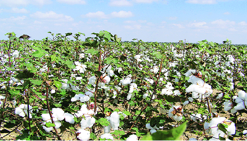 cotton production decreases in wardha