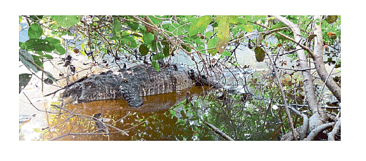 crocodile death in madura kokan marathi news
