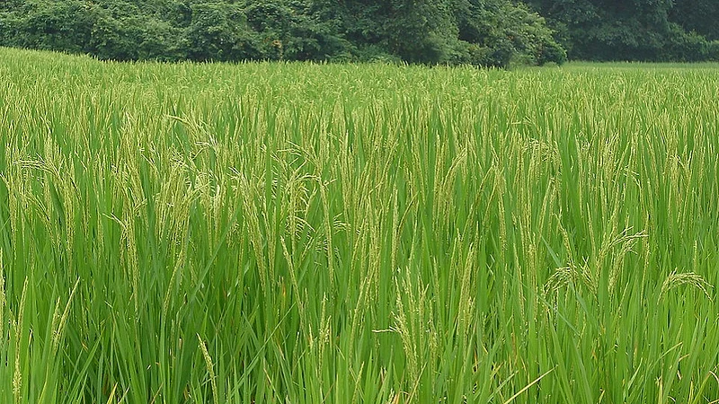 rare crops are shortely found in konkan one lady successfully cultivate various crops in farm