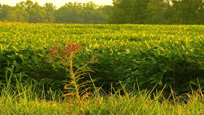 crops.jpg
