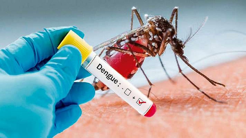 dengue patients