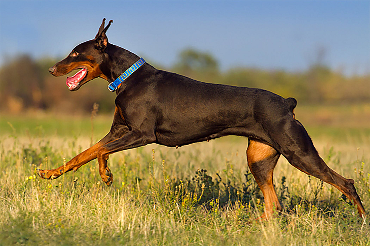 Have you seen a dog without a tail read full story
