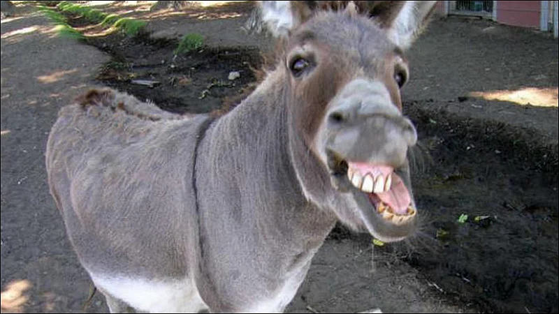 donkey