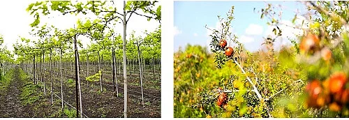 Grapes, pomegranates insured for year round: Dada Bhuse