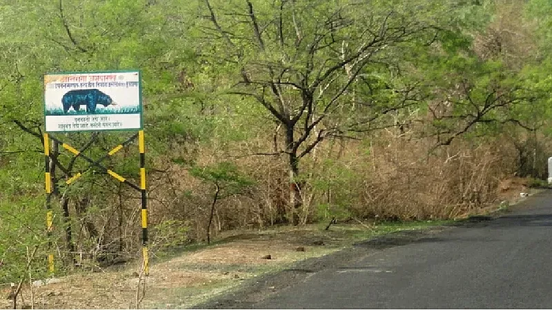 tigress will lived after corridor in dyanganga wildlife sanctuary