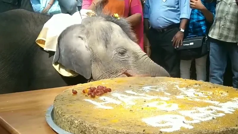 kerala baby elephant birthday