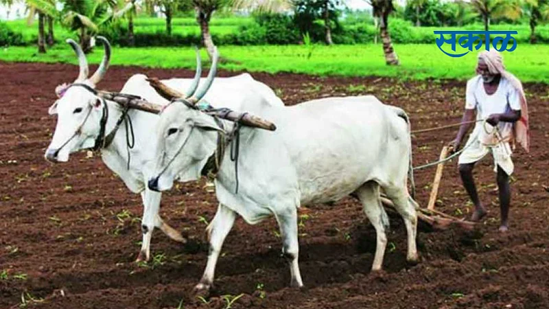 50 thousand farmers still waiting for debt relief in yavatmal}