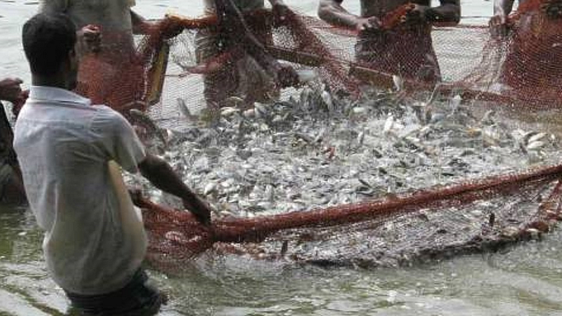 fish traders ignored anaculture in ratnagiri