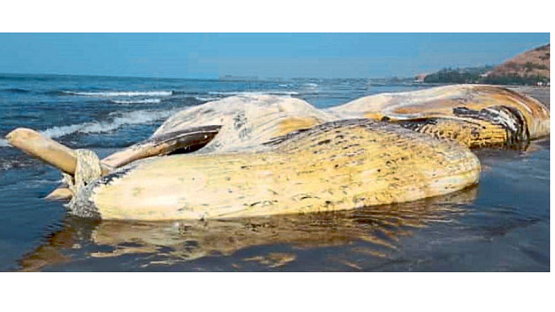 Blue Whale Fish Dead In Murud Beach Kokan Marathi News