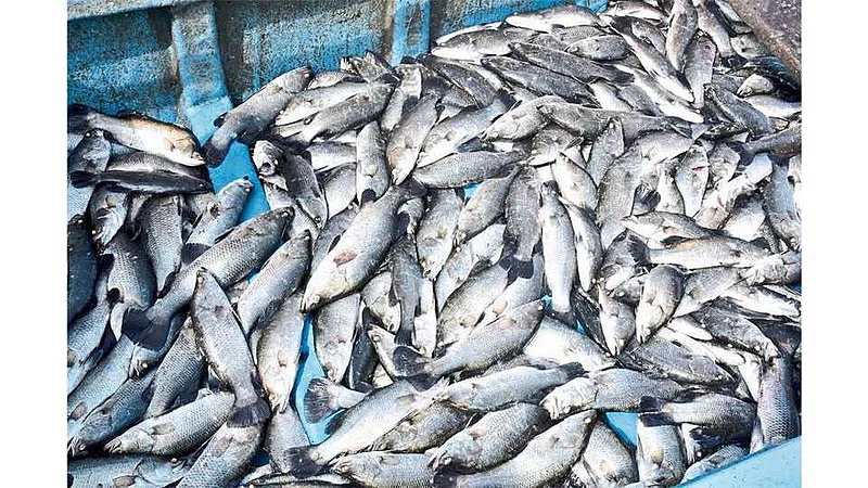 fish.jpg