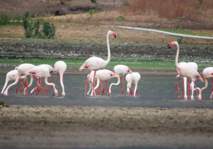Flamingo