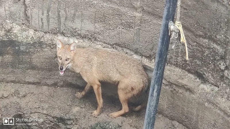 fox.jpg