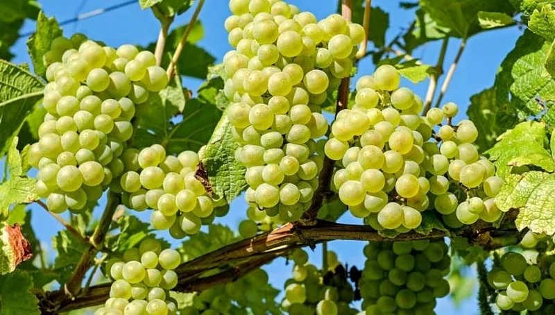 grapes market