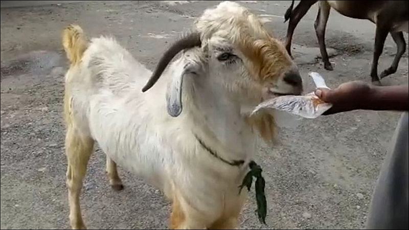 goat addicted tobacco at chandrapur