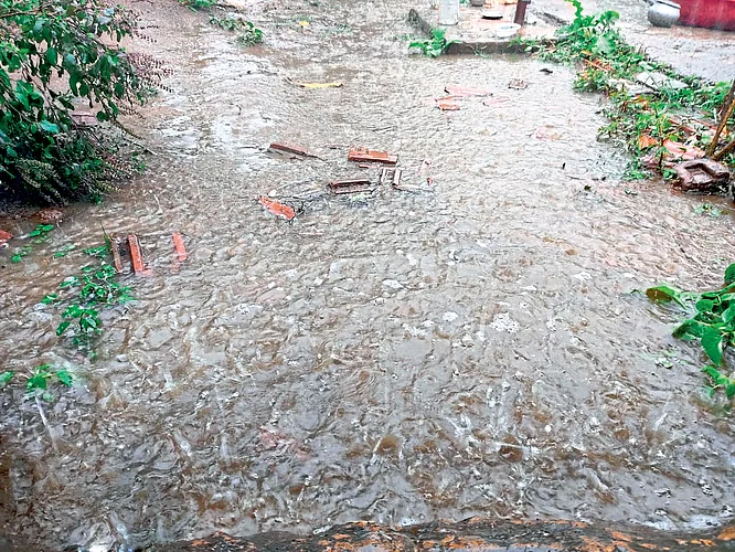 Major damage to paddy crops due to unseasonal rains
