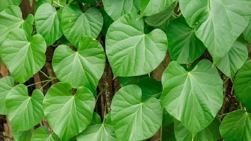 रोगप्रतिकारक क्षमता वाढवणाऱ्या गुळवेलाचे आश्चर्यकारक फायदे