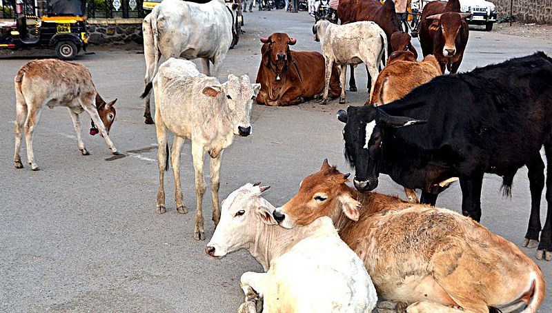 akola news NCPs warning to tie animals in Panchayat Samiti