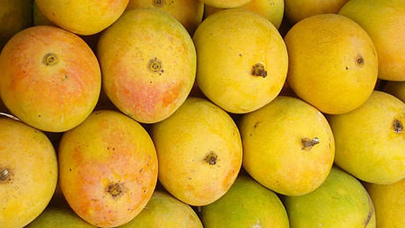 hapus-mango