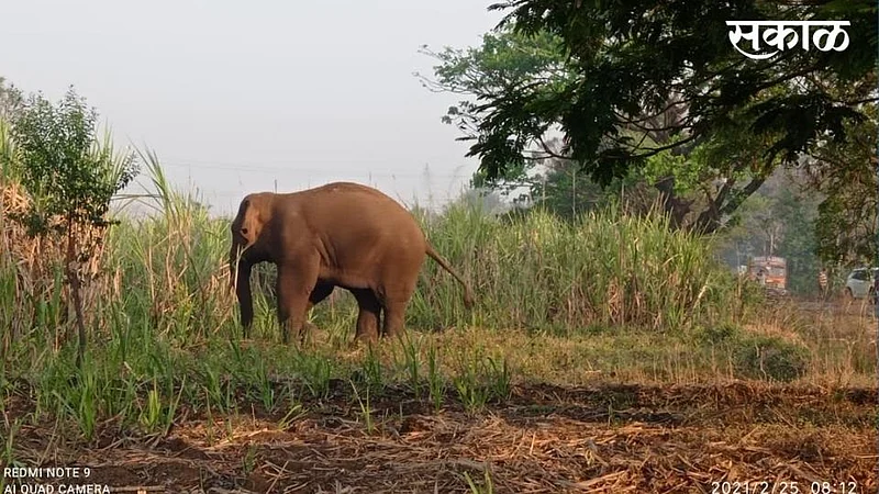 elephant entry in kolhapur kagal people seen today morning}