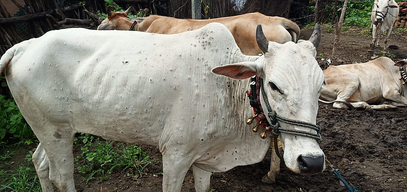 Entry of Lumpy Skin Disease in Vidarbha after Marathwada