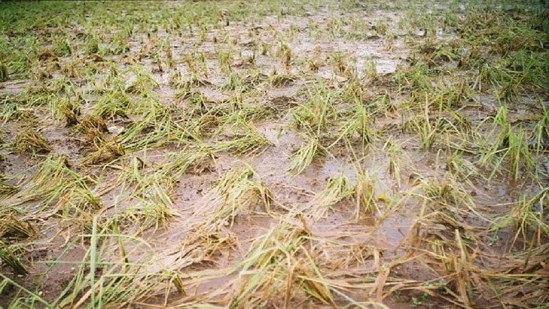 crops over two lakh hectors get affected due to heavy rain