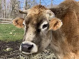 infection from animals to humans