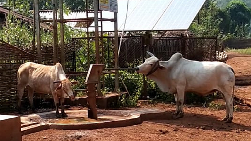 one bull drain the water from hand pump and other drink in binagunda village of gadchiroli