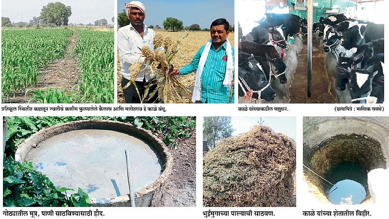 दुष्काळात ठिबक वरील ज्वारीने दिला मोठा आधार