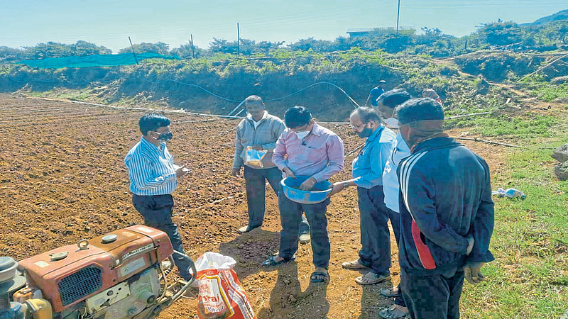 VIDEO : क्षेत्र महाबळेश्वरात काळा गहू; सातारा जिल्ह्यात प्रथमच कृषी विभागाचा प्रयत्न