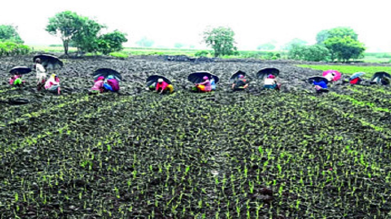 kharif onion cultivation Planning collapsed nashik marathi news