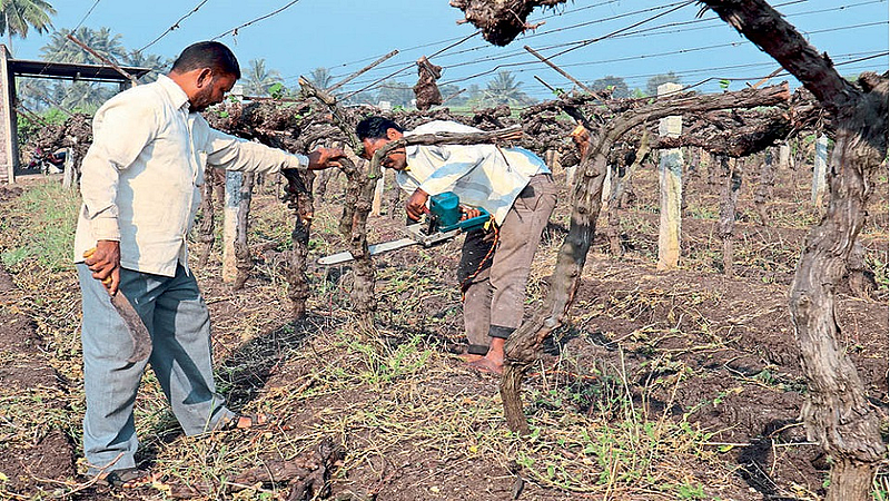 grapes garden destroyed danoli kolhapur