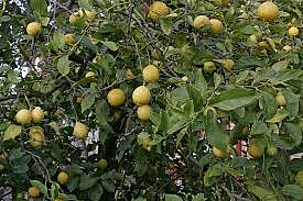 leman farmer