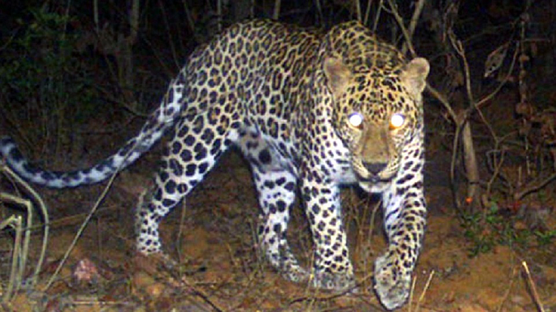 leopard
