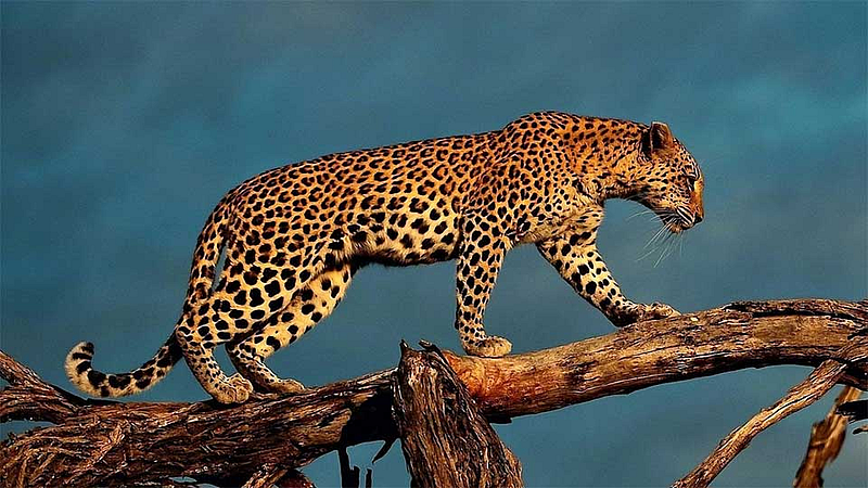 Leopard Attack On Farmer In Sangmeshwar Taluka Ratnagiri Marathi News